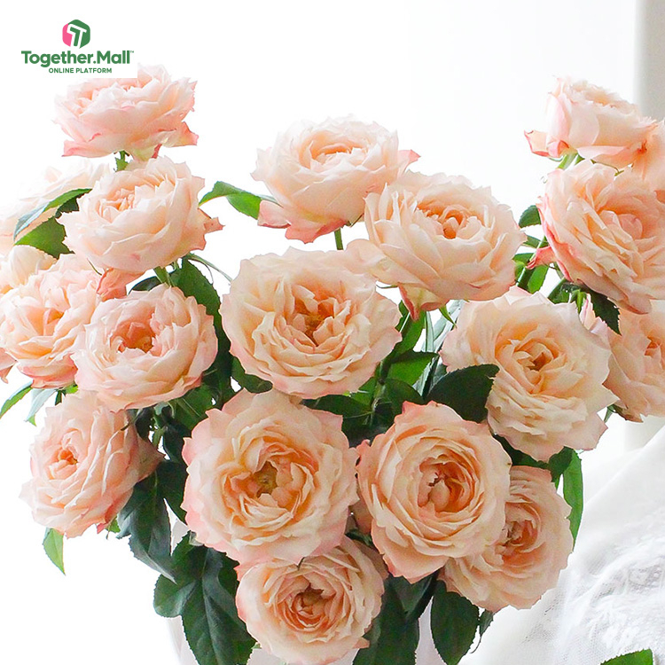 蘇淇公主玫瑰fl0000-HC0041