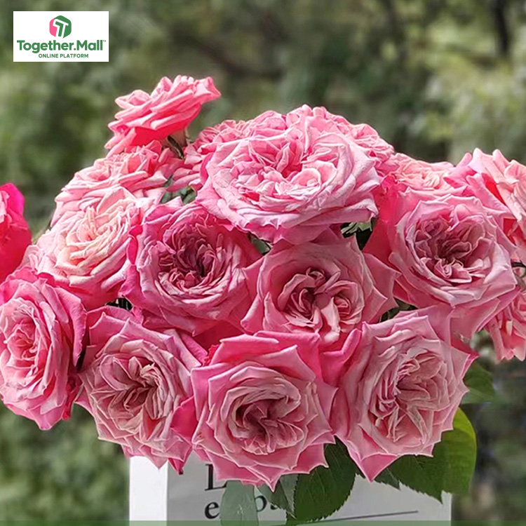 閨蜜玫瑰fl0000-HC0042