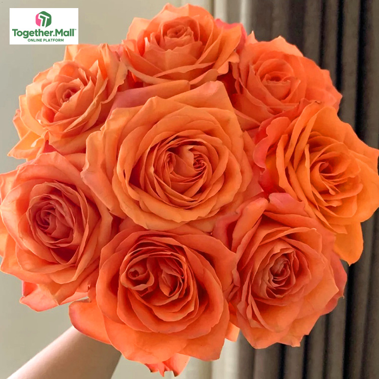 國王日玫瑰fl0000-HC0043