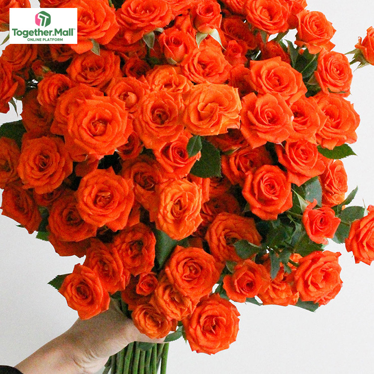 橙色芭比多頭玫瑰fl0000-HC0044