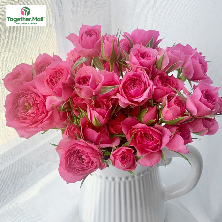 蘇菲寶貝多頭玫瑰fl0000-HC0046