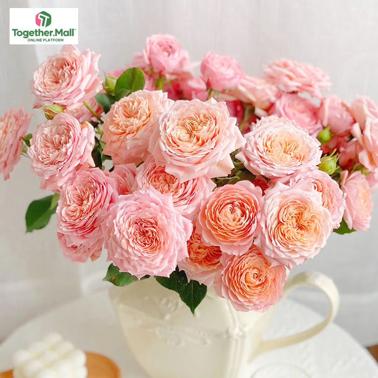 茱麗葉塔多頭玫瑰fl0000-HC0047