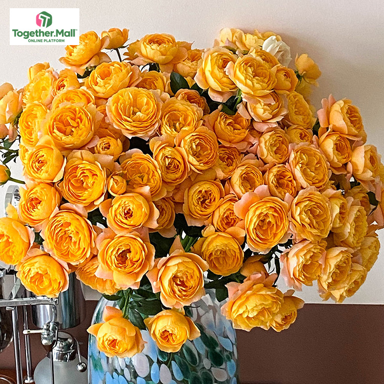 果汁陽臺多頭玫瑰fl0000-HC0048