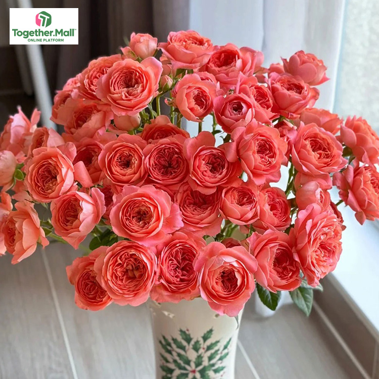 紅果汁多頭玫瑰fl0000-HC0050