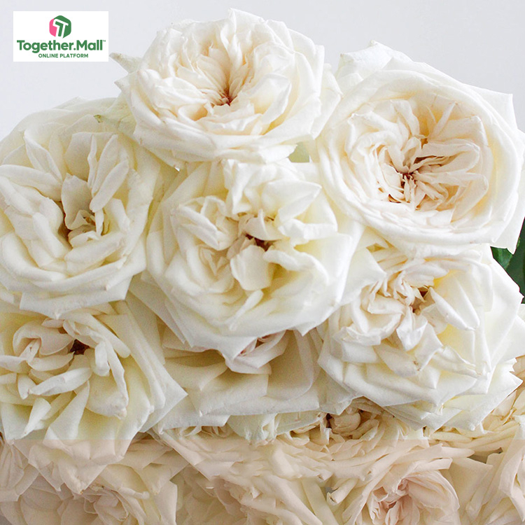 白荔枝玫瑰fl0000-HC0021