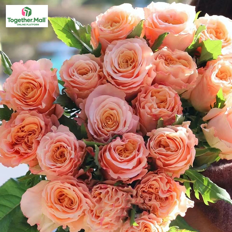 微光玫瑰fl0000-HC0023