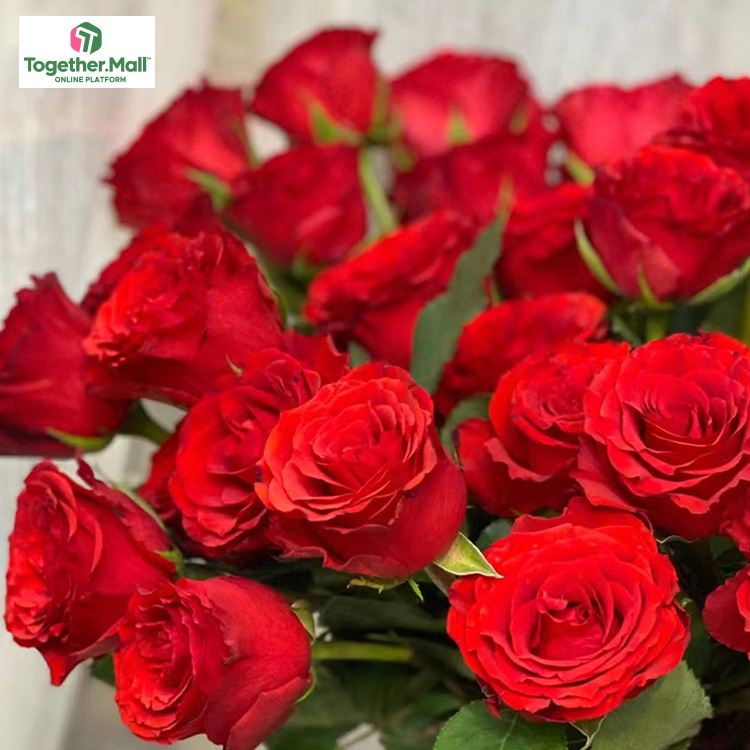 珍愛玫瑰fl0000-HC0024