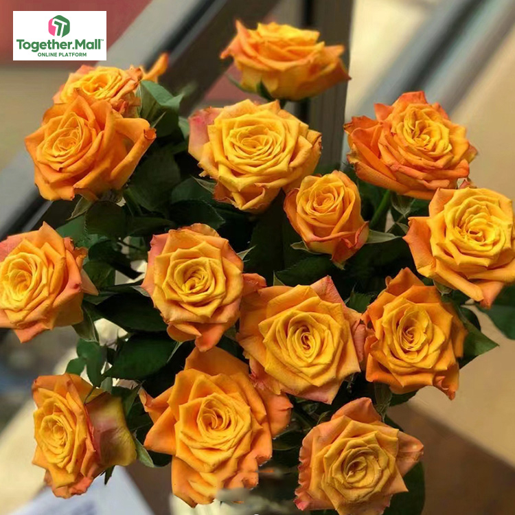 金色海岸玫瑰fl0000-HC0026