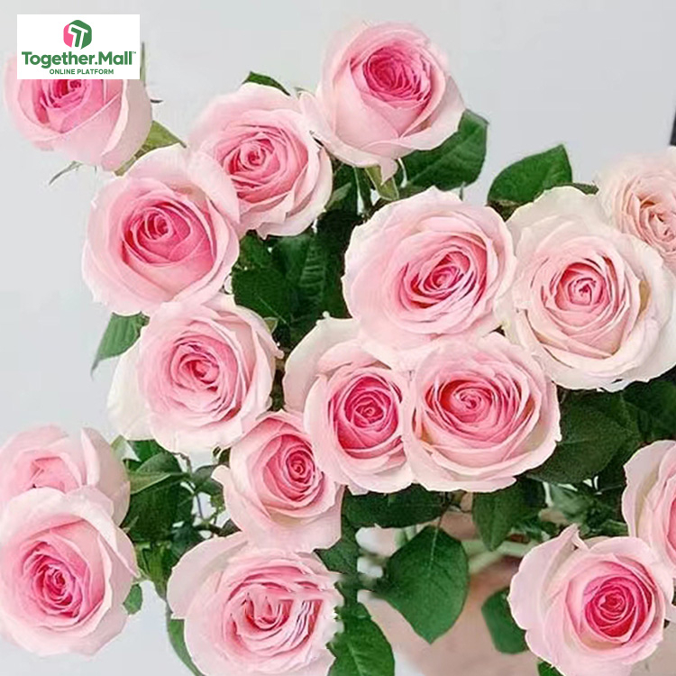 桃紅雪山玫瑰fl0000-HC0027