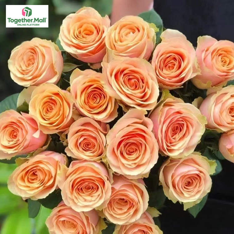 迪威娜玫瑰fl0000-HC0028