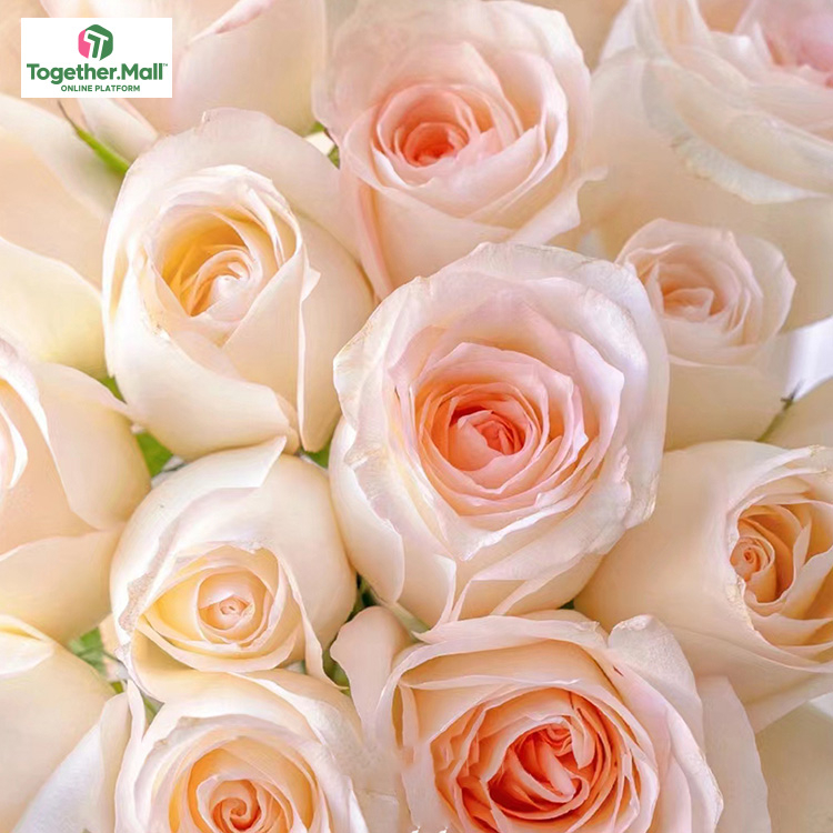 小白兔玫瑰fl0000-HC0030