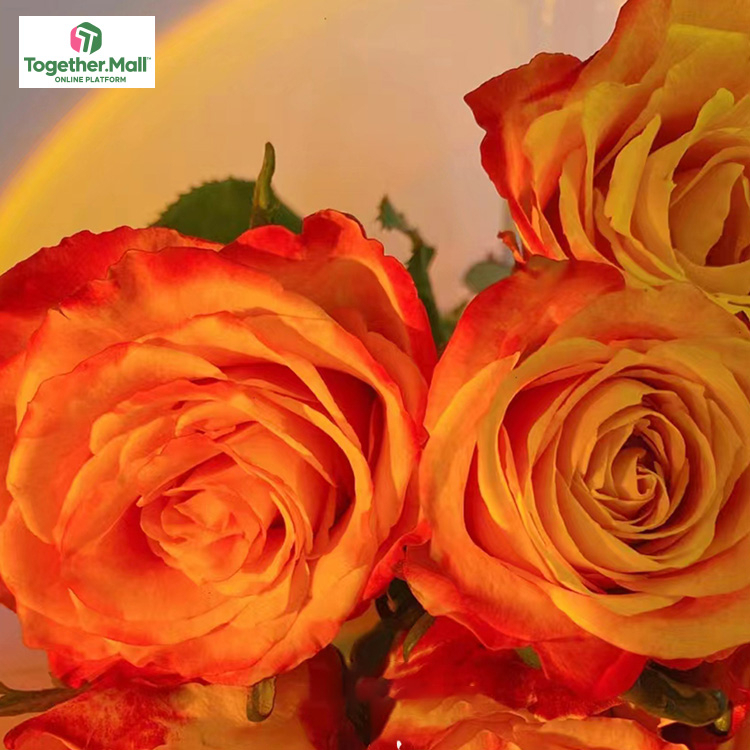 歡樂頌玫瑰fl0000-HC0031