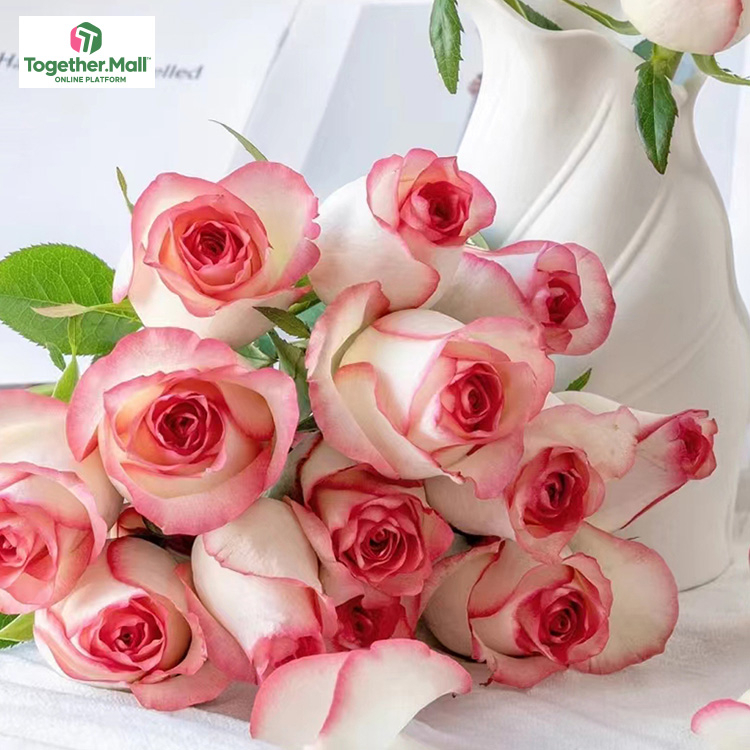 艾莎玫瑰fl0000-HC0011