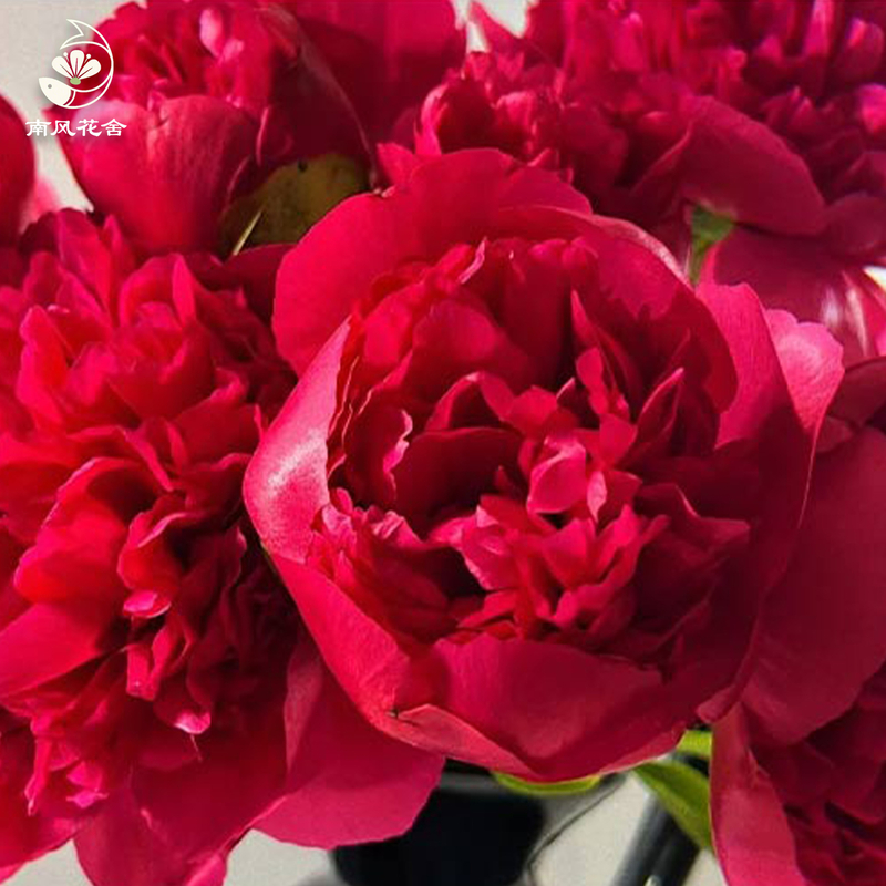 御前表演芍藥fl0000-HC0115