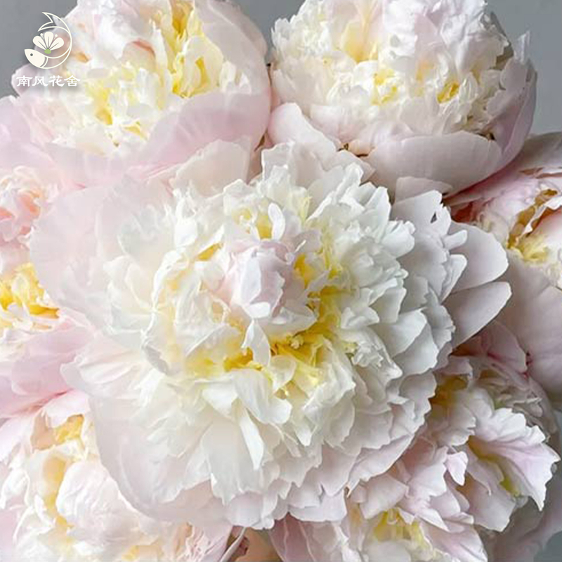 羞澀女生芍藥fl0000-HC0114