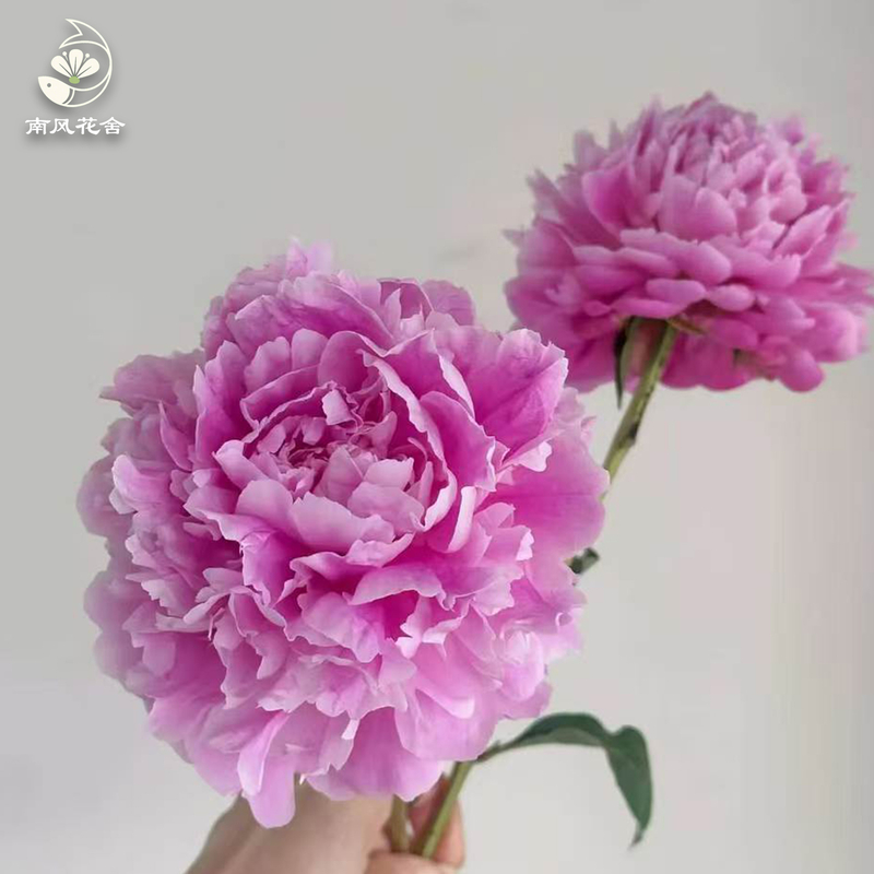 少女妝芍藥fl0000-HC0113