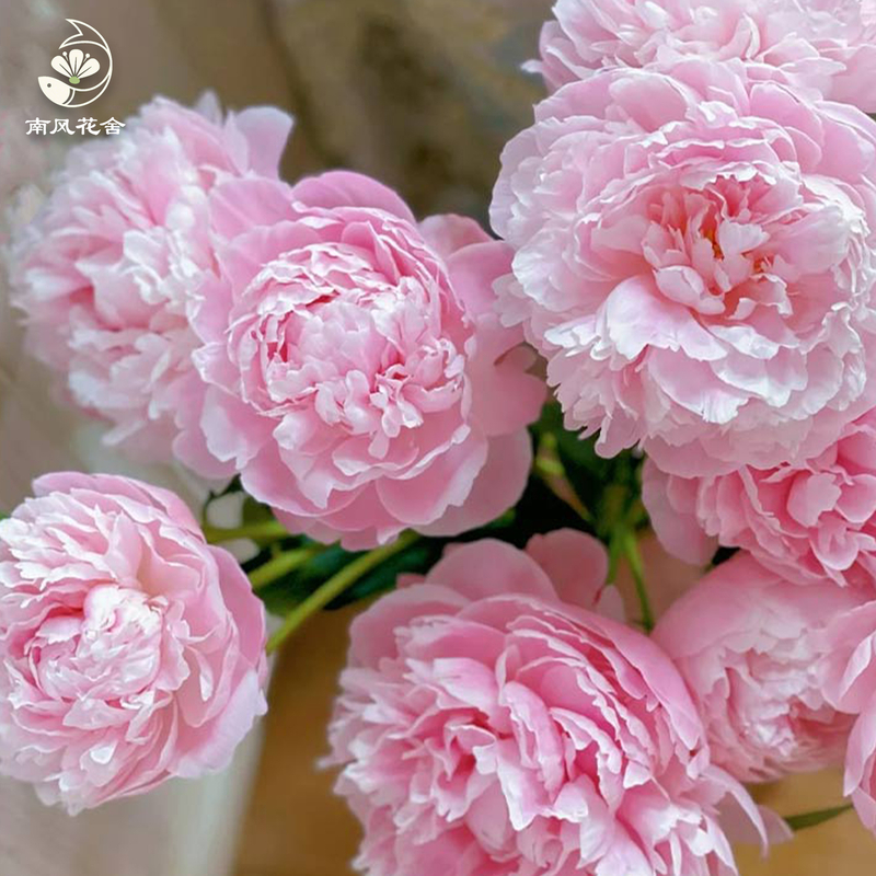 沙拉芍藥fl0000-HC0112