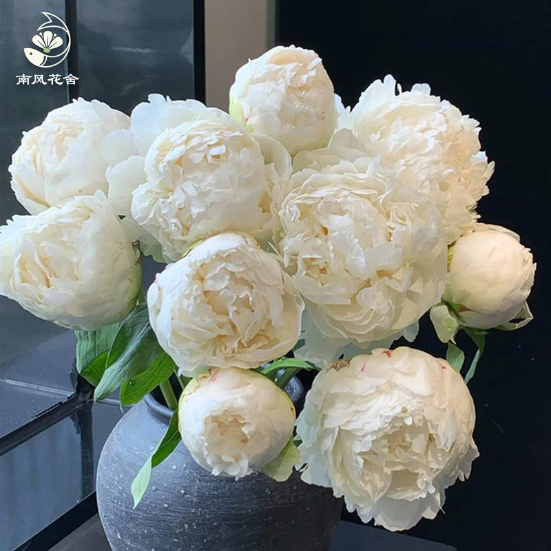 奶油碗芍藥fl0000-HC0111