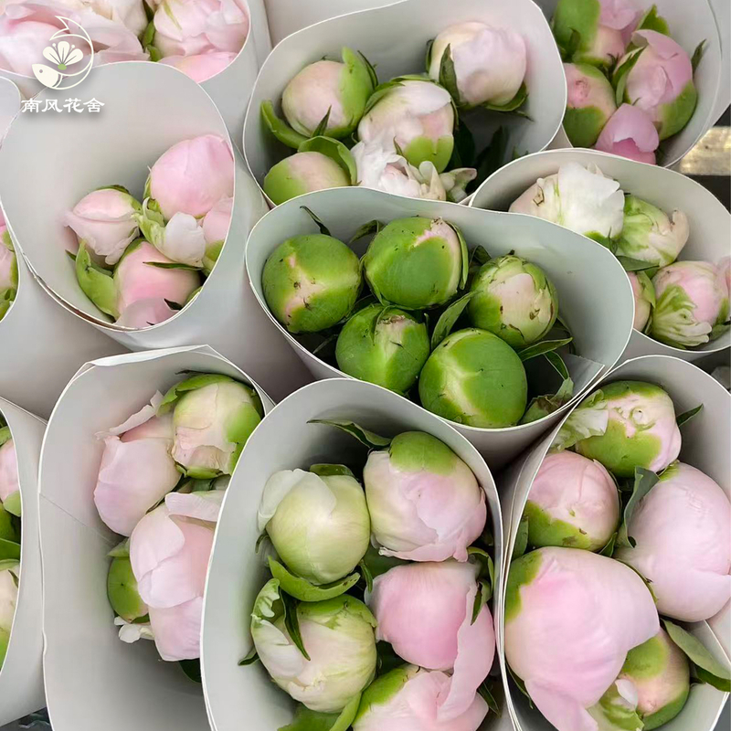 美國小姐芍藥fl0000-HC0110