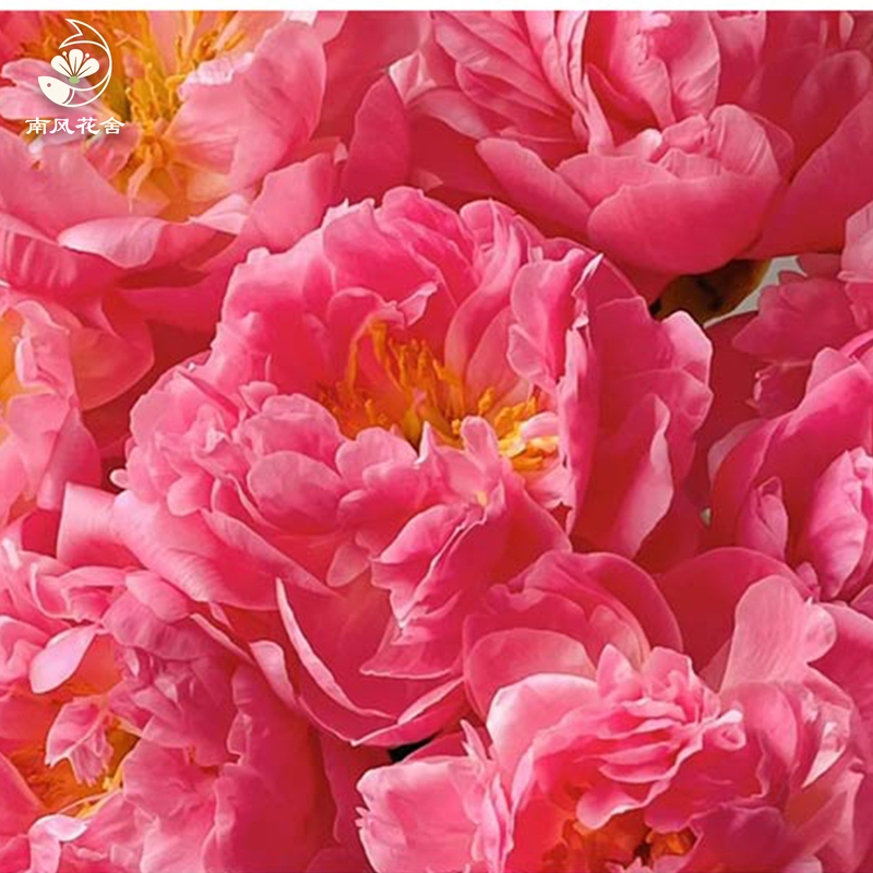 落日珊瑚芍藥fl0000-HC0109