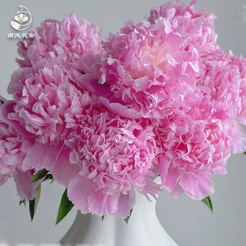 藍富士芍藥fl0000-HC0108