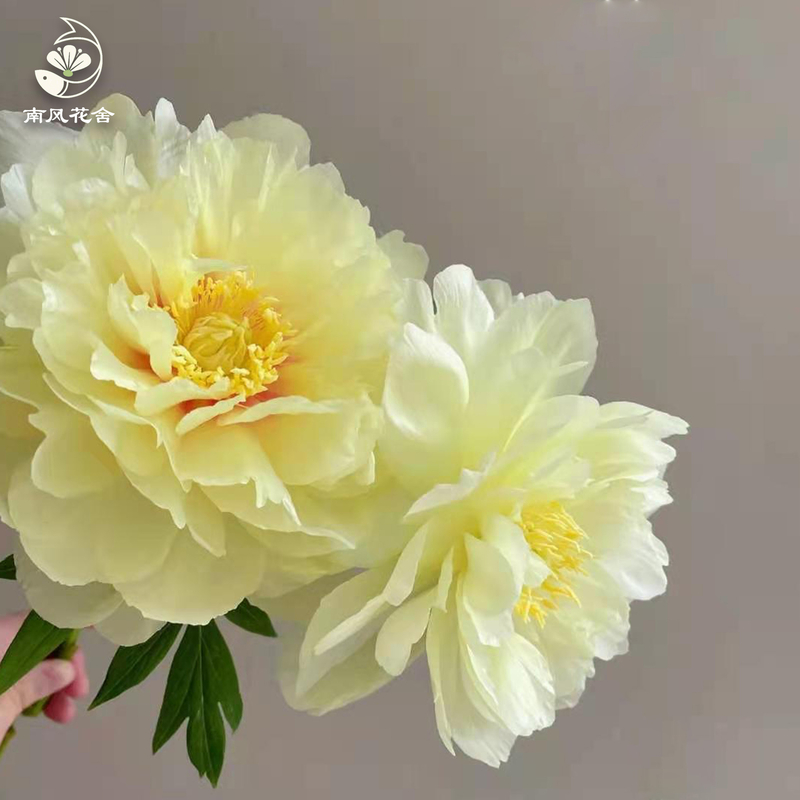 芭茨拉芍藥fl0000-HC0105